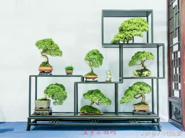 哪些野草适合微型盆景,小品盆景和微型盆景有区别吗