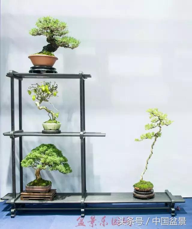 哪些野草适合微型盆景,小品盆景和微型盆景有区别吗