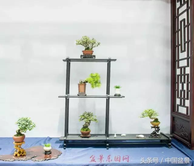 哪些野草适合微型盆景,小品盆景和微型盆景有区别吗