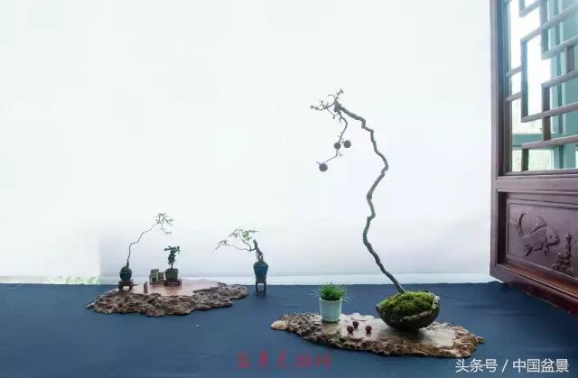 哪些野草适合微型盆景,小品盆景和微型盆景有区别吗