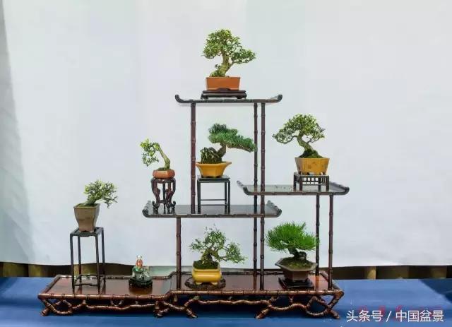 哪些野草适合微型盆景,小品盆景和微型盆景有区别吗