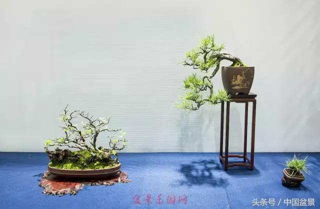 哪些野草适合微型盆景,小品盆景和微型盆景有区别吗