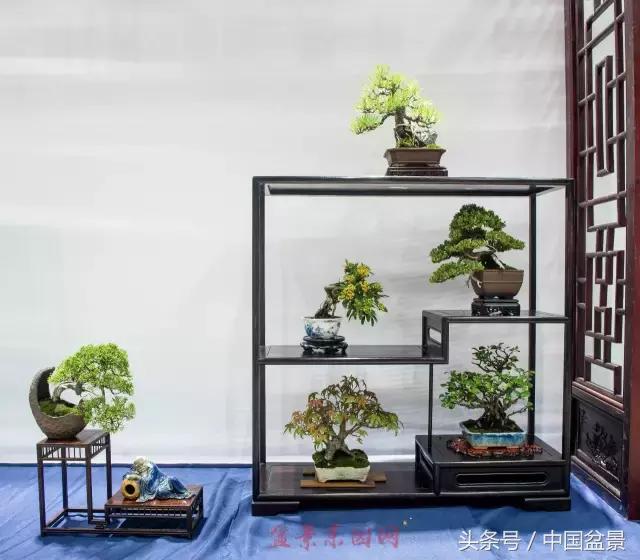 哪些野草适合微型盆景,小品盆景和微型盆景有区别吗