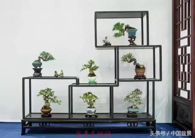 哪些野草适合微型盆景,小品盆景和微型盆景有区别吗