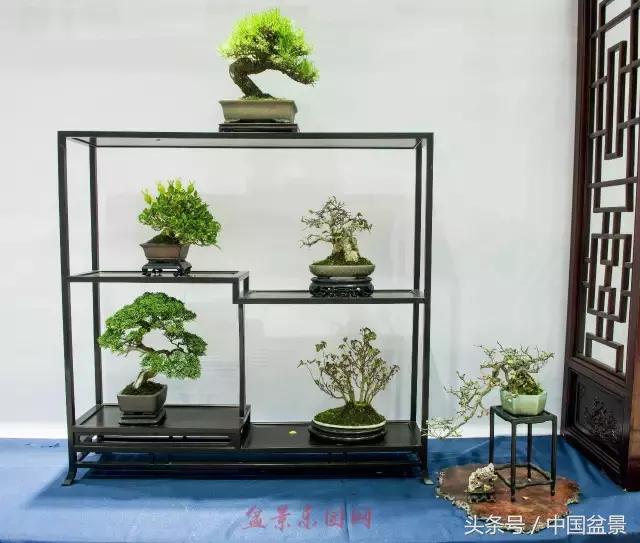 哪些野草适合微型盆景,小品盆景和微型盆景有区别吗