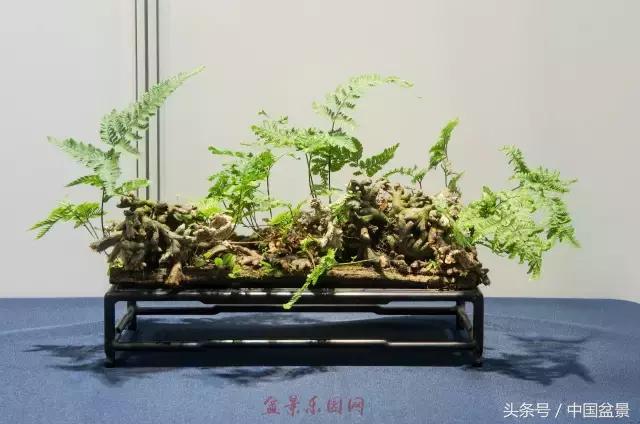 哪些野草适合微型盆景,小品盆景和微型盆景有区别吗