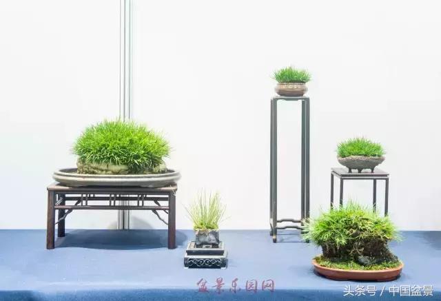 哪些野草适合微型盆景,小品盆景和微型盆景有区别吗