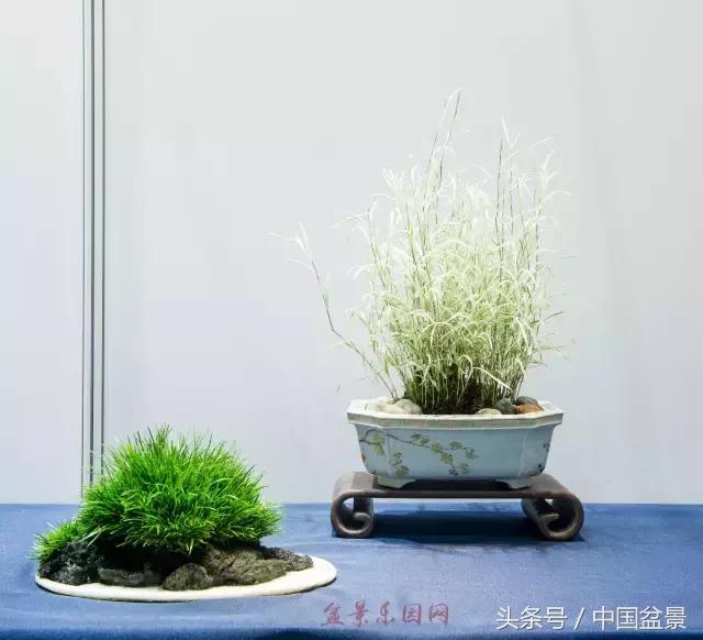 哪些野草适合微型盆景,小品盆景和微型盆景有区别吗