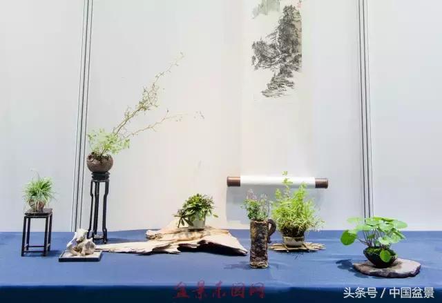 哪些野草适合微型盆景,小品盆景和微型盆景有区别吗