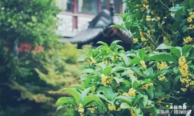 最美的5个赏桂好去处,不错过金秋赏桂好时节