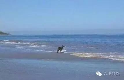 一只袋鼠不知为什么就向大海游去，只剩一片茫然
