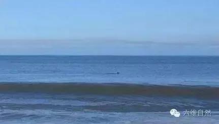 一只袋鼠不知为什么就向大海游去，只剩一片茫然