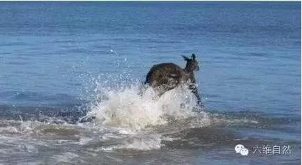 一只袋鼠不知为什么就向大海游去，只剩一片茫然