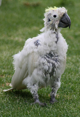 家里来鹦鹉鸟是什么征兆,家里发现了鹦鹉怎么处理