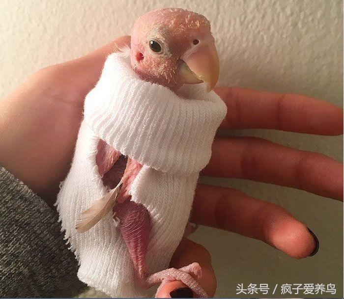 家里来鹦鹉鸟是什么征兆,家里发现了鹦鹉怎么处理