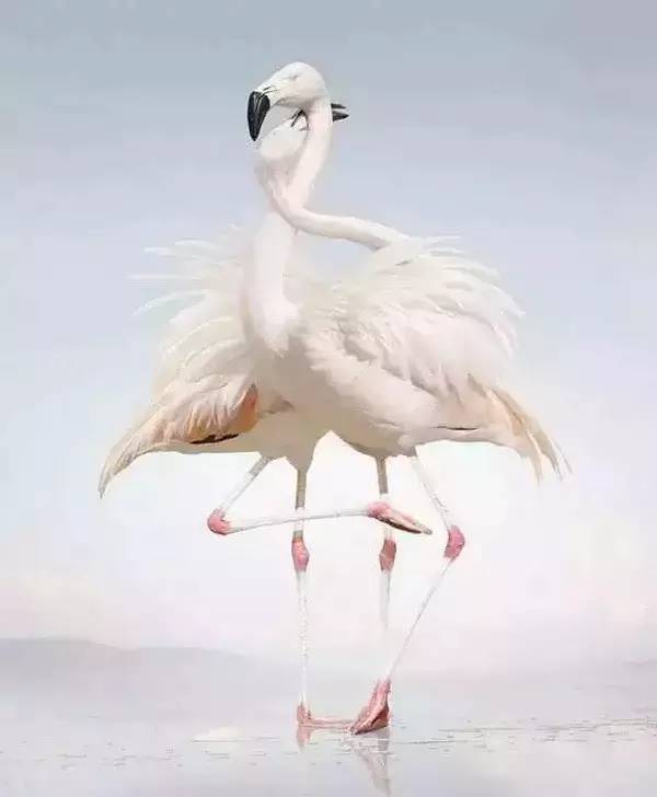 高级合照双人手势,男女拥抱接吻写真高级感照片