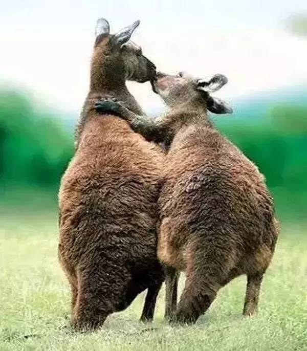 高级合照双人手势,男女拥抱接吻写真高级感照片