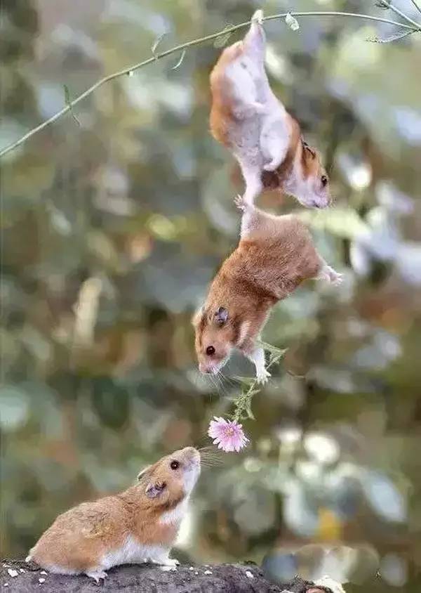 高级合照双人手势,男女拥抱接吻写真高级感照片