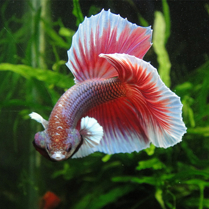 冬天怎么养殖100条泰国斗鱼,泰国斗鱼居家养殖指南