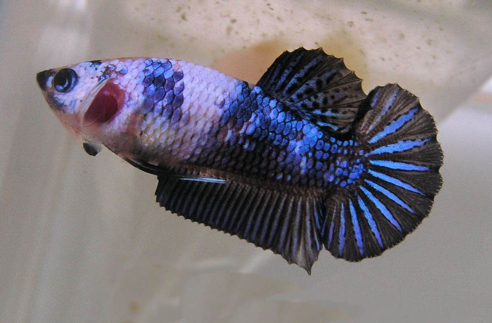 冬天怎么养殖100条泰国斗鱼,泰国斗鱼居家养殖指南