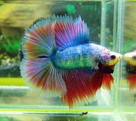 冬天怎么养殖100条泰国斗鱼,泰国斗鱼居家养殖指南