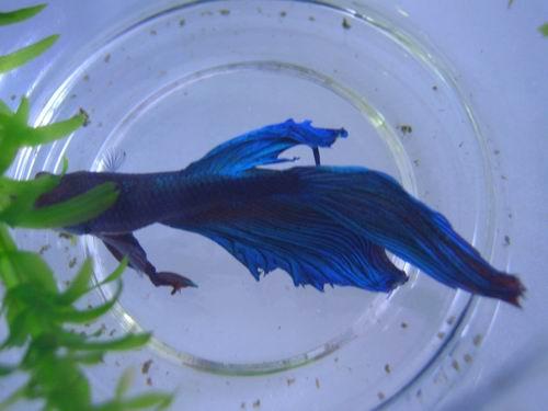 冬天怎么养殖100条泰国斗鱼,泰国斗鱼居家养殖指南