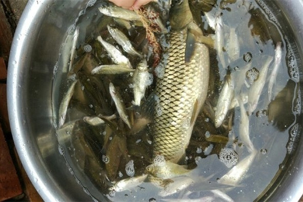 鱼塘钓鲫鱼最佳方法,鱼塘钓鲫鱼用什么饵料