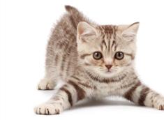 猫咪身上很多跳蚤该怎么处理,猫咪身体上有跳蚤怎么办