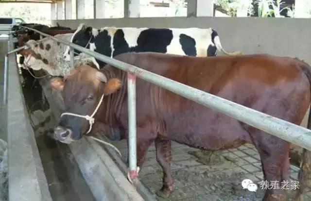 牧草养牛小妙招,种植牛羊专用牧草技术