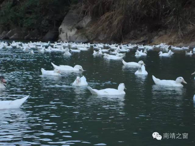 闽南地区正宗南靖健美鸭具体位置,健美鸭怎么做