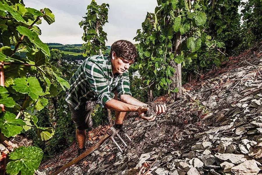 德国葡萄酒品牌排名,德国十三个葡萄酒产区