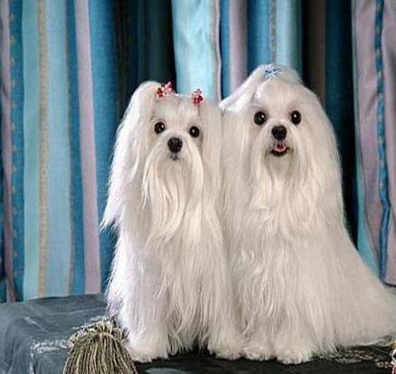 狗萌宠有哪些品种,18种萌宠狗狗