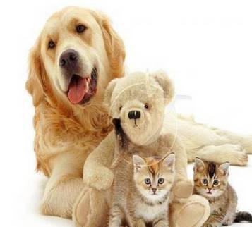 狗萌宠有哪些品种,18种萌宠狗狗