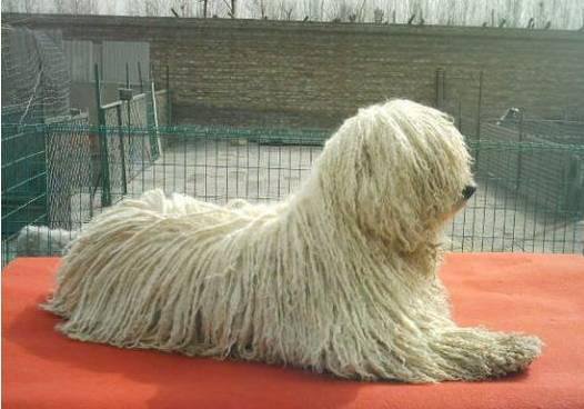 狗萌宠有哪些品种,18种萌宠狗狗