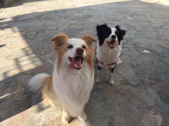 边牧一次能产几只崽,边牧跟拉布拉多生的孩子