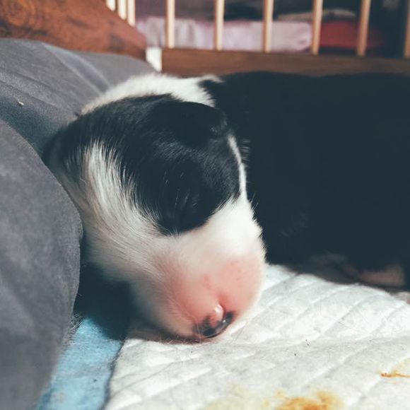 边牧一次能产几只崽,边牧跟拉布拉多生的孩子