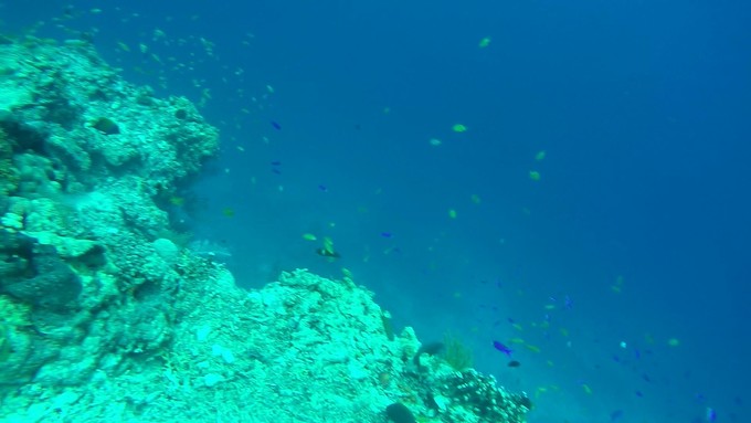 菲律宾潜水攻略 (菲律宾潜水游记)