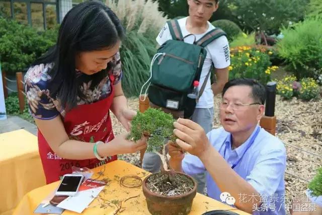 哪些野草适合微型盆景,小品盆景和微型盆景有区别吗