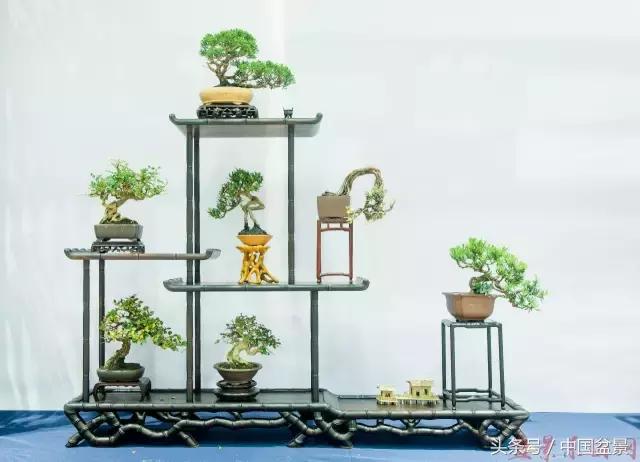 哪些野草适合微型盆景,小品盆景和微型盆景有区别吗