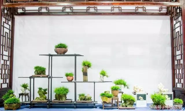 哪些野草适合微型盆景,小品盆景和微型盆景有区别吗