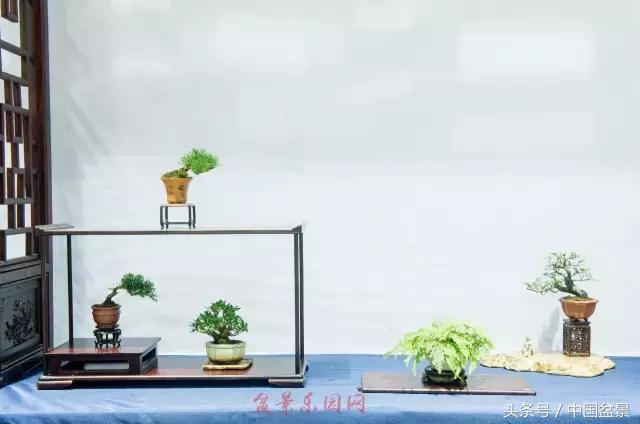 哪些野草适合微型盆景,小品盆景和微型盆景有区别吗