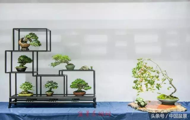 哪些野草适合微型盆景,小品盆景和微型盆景有区别吗