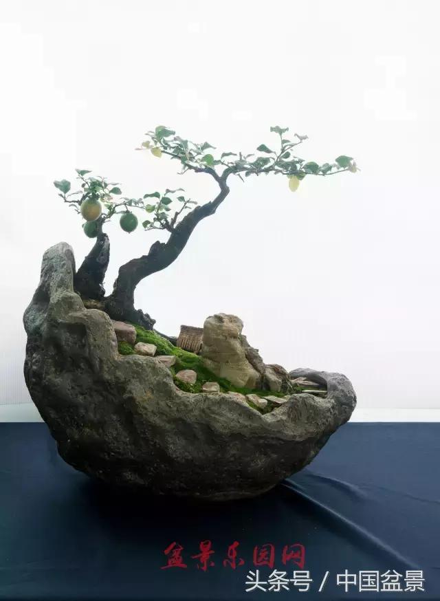 哪些野草适合微型盆景,小品盆景和微型盆景有区别吗