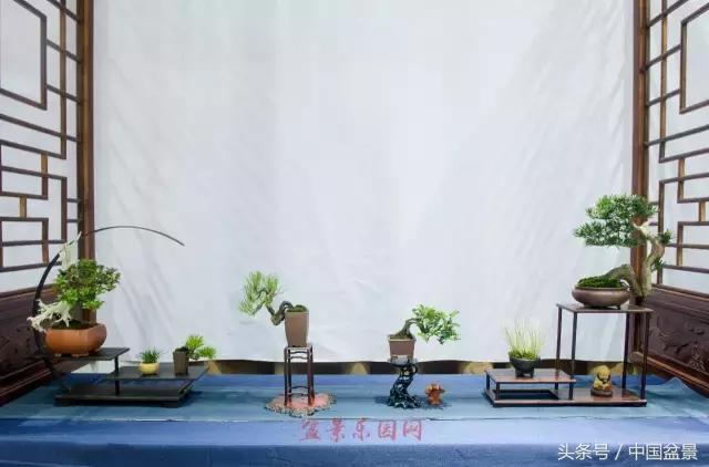 哪些野草适合微型盆景,小品盆景和微型盆景有区别吗