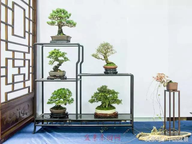 哪些野草适合微型盆景,小品盆景和微型盆景有区别吗