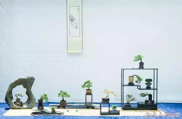 哪些野草适合微型盆景,小品盆景和微型盆景有区别吗