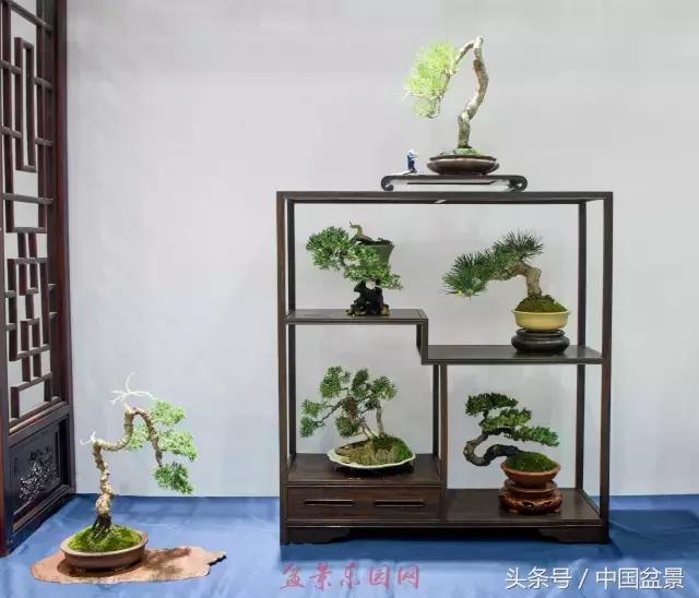 哪些野草适合微型盆景,小品盆景和微型盆景有区别吗