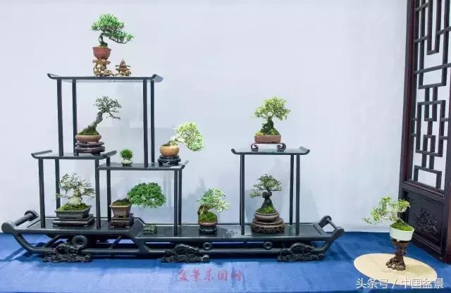 哪些野草适合微型盆景,小品盆景和微型盆景有区别吗