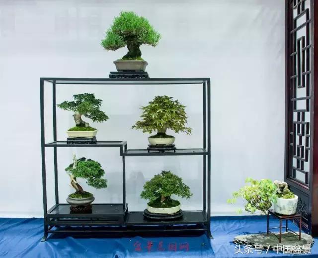 哪些野草适合微型盆景,小品盆景和微型盆景有区别吗