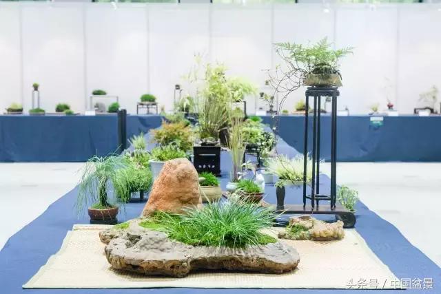 哪些野草适合微型盆景,小品盆景和微型盆景有区别吗